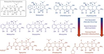 Tetracycline-Inactivating Enzymes